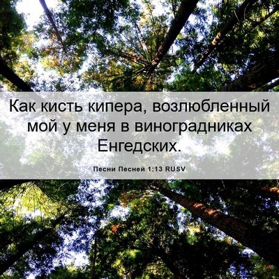 Picture 06 - Песни Песней 1:13 RUSV - Как кисть кипера, - Bible Verse Picture