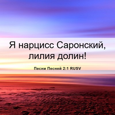 Picture 06 - Песни Песней 2:1 RUSV - Я нарцисс Саронский, лилия - Bible Verse Picture