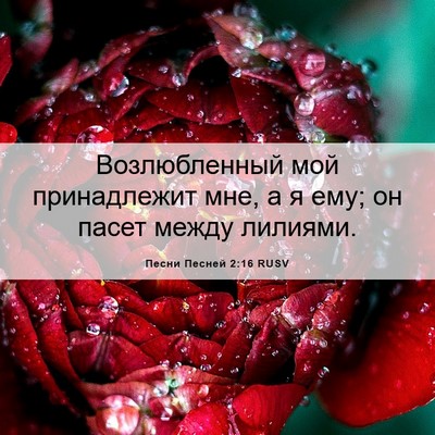 Picture 06 - Песни Песней 2:16 RUSV - Возлюбленный мой - Bible Verse Picture
