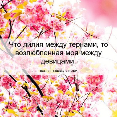 Picture 06 - Песни Песней 2:2 RUSV - Что лилия между тернами, то - Bible Verse Picture