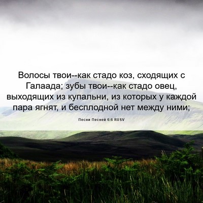 Picture 06 - Песни Песней 6:6 RUSV - Волосы твои--как стадо коз, - Bible Verse Picture