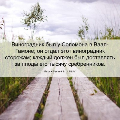 Picture 06 - Песни Песней 8:11 RUSV - Виноградник был у Соломона - Bible Verse Picture