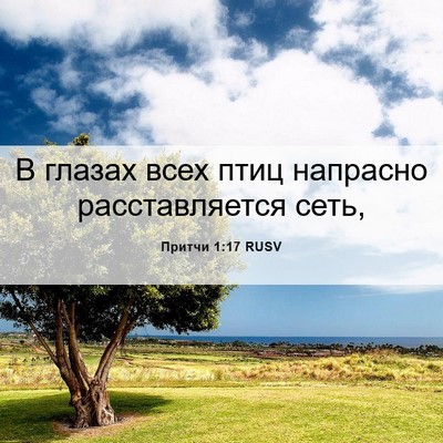 Picture 06 - Притчи 1:17 RUSV - В глазах всех птиц - Bible Verse Picture