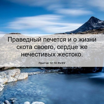 Picture 06 - Притчи 12:10 RUSV - Праведный печется и о - Bible Verse Picture