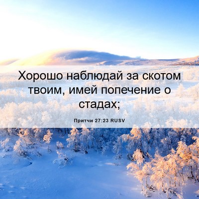 Picture 06 - Притчи 27:23 RUSV - Хорошо наблюдай за скотом - Bible Verse Picture