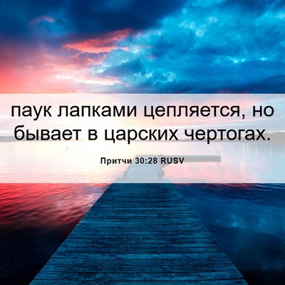 Picture 06 - Притчи 30:28 RUSV - паук лапками цепляется, но - Bible Verse Picture