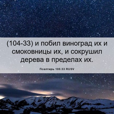 Picture 06 - Псалтирь 105:33 RUSV - (104-33) и побил виноград их и - Bible Verse Picture