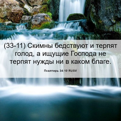 Picture 06 - Псалтирь 34:10 RUSV - (33-11) Скимны бедствуют и - Bible Verse Picture
