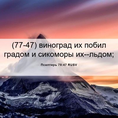 Picture 06 - Псалтирь 78:47 RUSV - (77-47) виноград их побил - Bible Verse Picture