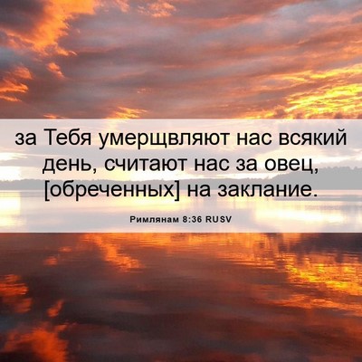 Picture 06 - Римлянам 8:36 RUSV - за Тебя умерщвляют нас - Bible Verse Picture