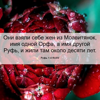 Picture 06 - Руфь 1:4 RUSV - Они взяли себе жен из - Bible Verse Picture