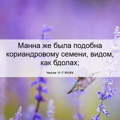 Picture 06 - Числа 11:7 RUSV - Манна же была подобна - Bible Verse Picture