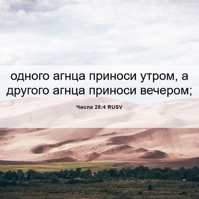 Picture 06 - Числа 28:4 RUSV - одного агнца приноси - Bible Verse Picture