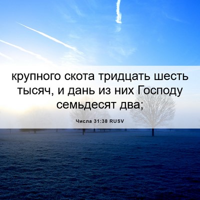 Picture 06 - Числа 31:38 RUSV - крупного скота тридцать - Bible Verse Picture
