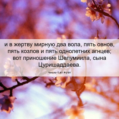 Picture 06 - Числа 7:41 RUSV - и в жертву мирную два вола, - Bible Verse Picture