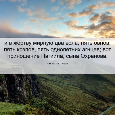 Picture 06 - Числа 7:77 RUSV - и в жертву мирную два вола, - Bible Verse Picture