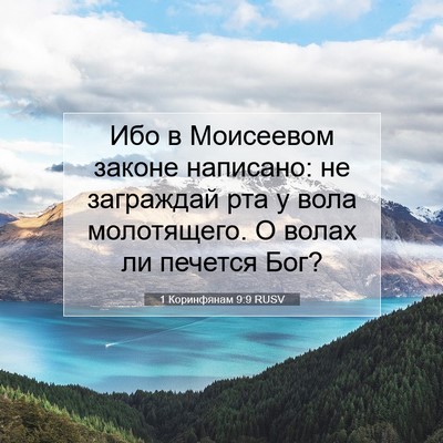 Picture 07 - 1 Коринфянам 9:9 RUSV - Ибо в Моисеевом законе - Bible Verse Picture