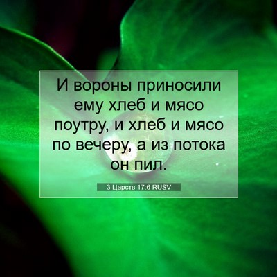 Picture 07 - 3 Царств 17:6 RUSV - И вороны приносили ему - Bible Verse Picture