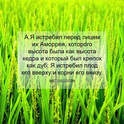 Picture 07 - Амос 2:9 RUSV - А Я истребил перед лицем их - Bible Verse Picture