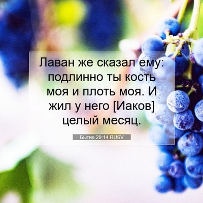 Picture 07 - Бытие 29:14 RUSV - Лаван же сказал ему: - Bible Verse Picture