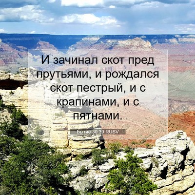 Picture 07 - Бытие 30:39 RUSV - И зачинал скот пред - Bible Verse Picture