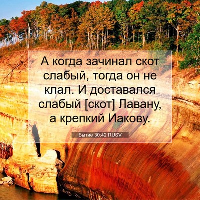 Picture 07 - Бытие 30:42 RUSV - А когда зачинал скот - Bible Verse Picture