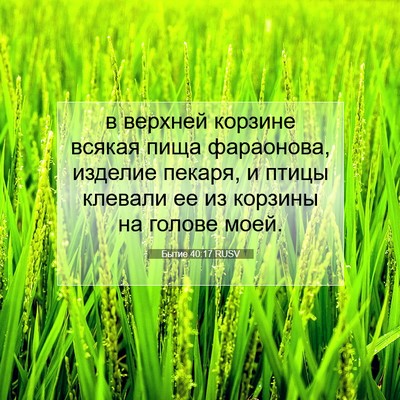 Picture 07 - Бытие 40:17 RUSV - в верхней корзине всякая - Bible Verse Picture