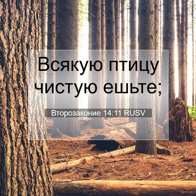 Picture 07 - Второзаконие 14:11 RUSV - Всякую птицу чистую - Bible Verse Picture