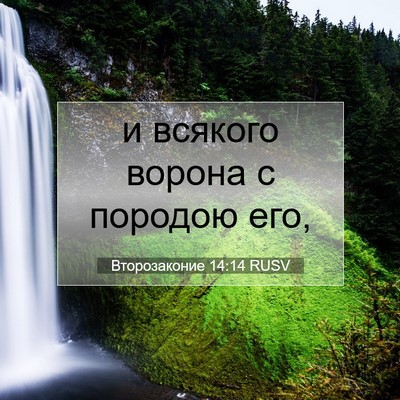 Picture 07 - Второзаконие 14:14 RUSV - и всякого ворона с породою - Bible Verse Picture