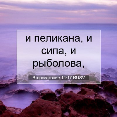 Picture 07 - Второзаконие 14:17 RUSV - и пеликана, и сипа, и - Bible Verse Picture