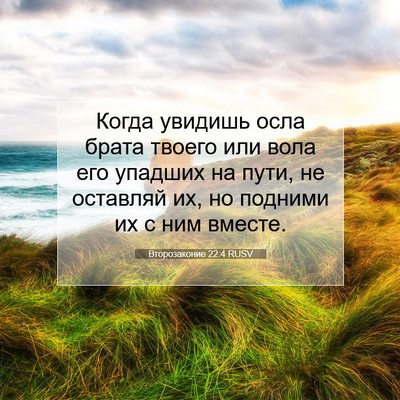 Picture 07 - Второзаконие 22:4 RUSV - Когда увидишь осла брата - Bible Verse Picture