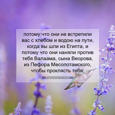 Picture 07 - Второзаконие 23:4 RUSV - потому что они не - Bible Verse Picture