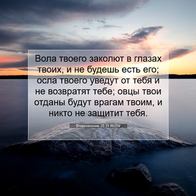 Picture 07 - Второзаконие 28:31 RUSV - Вола твоего заколют в - Bible Verse Picture