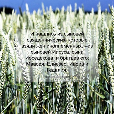 Picture 07 - Ездра 10:18 RUSV - И нашлись из сыновей - Bible Verse Picture