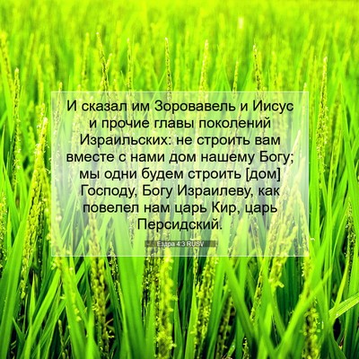 Picture 07 - Ездра 4:3 RUSV - И сказал им Зоровавель и - Bible Verse Picture