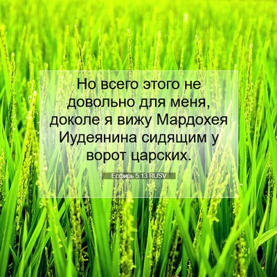 Picture 07 - Есфирь 5:13 RUSV - Но всего этого не довольно - Bible Verse Picture