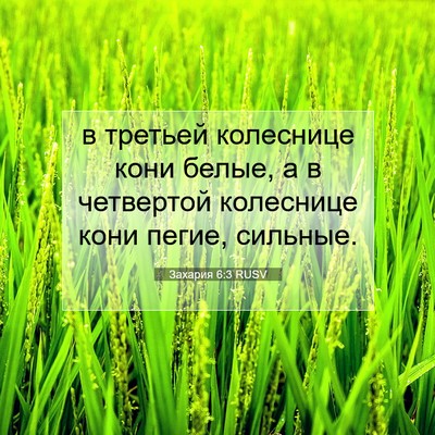 Picture 07 - Захария 6:3 RUSV - в третьей колеснице кони - Bible Verse Picture