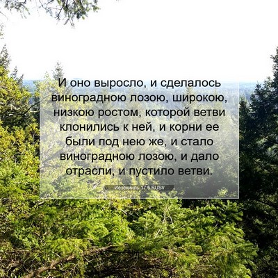 Picture 07 - Иезекииль 17:6 RUSV - И оно выросло, и сделалось - Bible Verse Picture