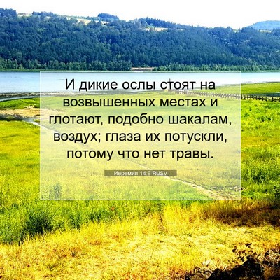 Picture 07 - Иеремия 14:6 RUSV - И дикие ослы стоят на - Bible Verse Picture