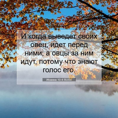 Picture 07 - Иоанна 10:4 RUSV - И когда выведет своих овец, - Bible Verse Picture