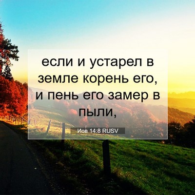Picture 07 - Иов 14:8 RUSV - если и устарел в земле - Bible Verse Picture