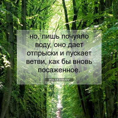 Picture 07 - Иов 14:9 RUSV - но, лишь почуяло воду, оно - Bible Verse Picture