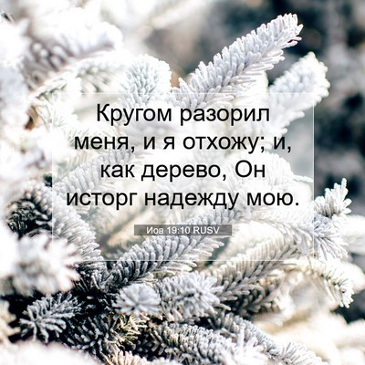 Picture 07 - Иов 19:10 RUSV - Кругом разорил меня, и я - Bible Verse Picture
