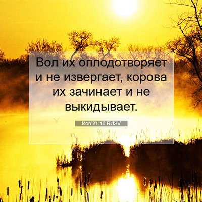 Picture 07 - Иов 21:10 RUSV - Вол их оплодотворяет и не - Bible Verse Picture