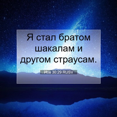 Picture 07 - Иов 30:29 RUSV - Я стал братом шакалам и - Bible Verse Picture