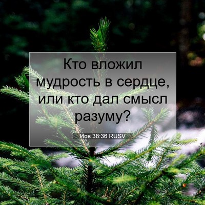 Picture 07 - Иов 38:36 RUSV - Кто вложил мудрость в - Bible Verse Picture