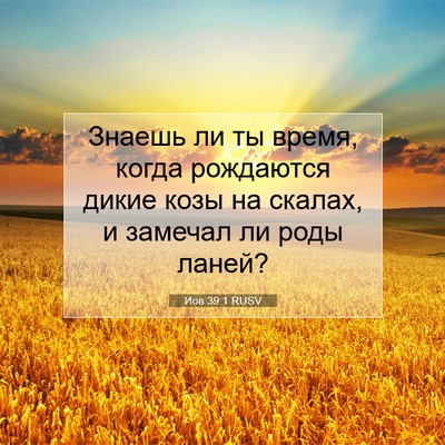 Picture 07 - Иов 39:1 RUSV - Знаешь ли ты время, когда - Bible Verse Picture