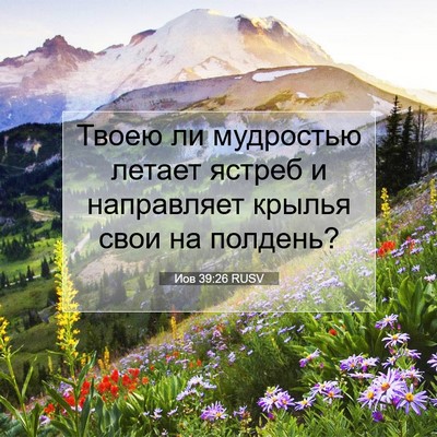 Picture 07 - Иов 39:26 RUSV - Твоею ли мудростью летает - Bible Verse Picture