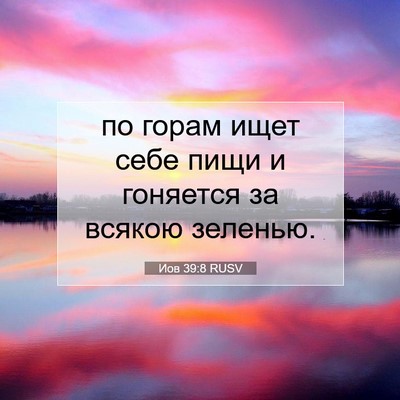Picture 07 - Иов 39:8 RUSV - по горам ищет себе пищи и - Bible Verse Picture