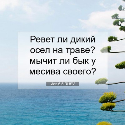 Picture 07 - Иов 6:5 RUSV - Ревет ли дикий осел на - Bible Verse Picture